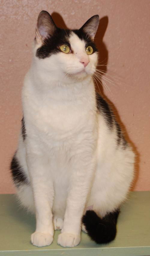 Vincent the Yoga Cat