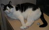 Vincent the Yoga Cat