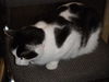 Vincent the Yoga Cat