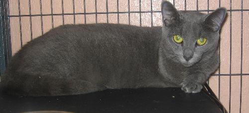 Shadow the Three Legged Cat