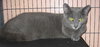 Shadow the Three Legged Cat