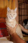 Kemp the Handsome Kitten