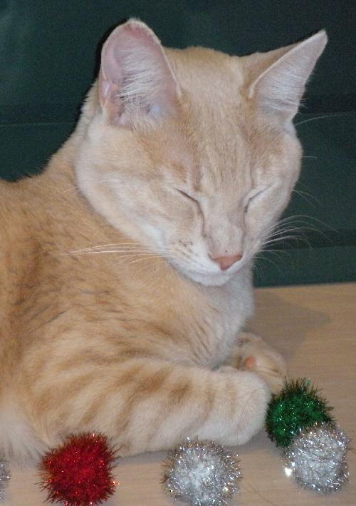 Kemp the Handsome Kitten