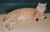 Kemp the Handsome Kitten