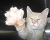 Ridley the Handsome Kitten