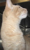 Ridley the Handsome Kitten