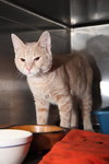 Ridley the Handsome Kitten