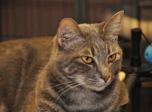 Petunia the Lovely Grey Tabby
