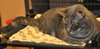 Petunia the Lovely Grey Tabby
