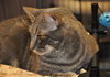 Petunia the Lovely Grey Tabby