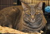 Petunia the Lovely Grey Tabby