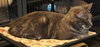 Petunia the Lovely Grey Tabby