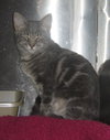 Petunia the Lovely Grey Tabby