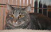 Petunia the Lovely Grey Tabby