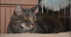 Petunia the Lovely Grey Tabby