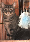 Petunia the Lovely Grey Tabby