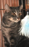 Petunia the Lovely Grey Tabby