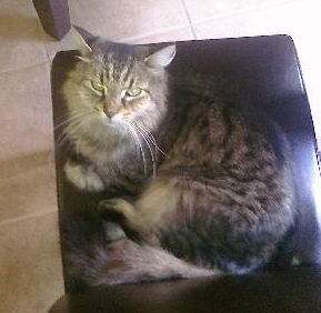 Samantha The Long-Haired Beauty