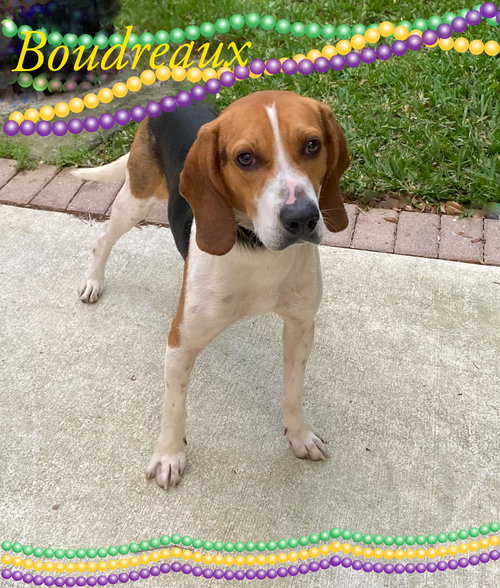 Boudreaux