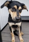 Koda   ~new update, pix and video!