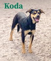 Koda   ~new update, pix and video!