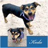Koda   ~new update, pix and video!