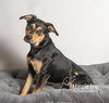 Koda   ~new update, pix and video!