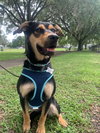 Koda   ~new update, pix and video!