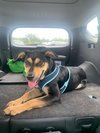 Koda   ~new update, pix and video!