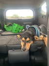 Koda   ~new update, pix and video!