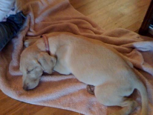 Goldilocks the Lab Puppy