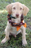 Rootie the Lab Puppy
