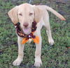 Rootie the Lab Puppy