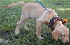 Rootie the Lab Puppy