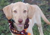 Rootie the Lab Puppy