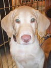 Hansel the Lab Puppy