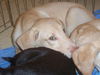 Hansel the Lab Puppy