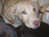 Hansel the Lab Puppy
