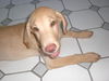Hansel the Lab Puppy