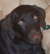 Gretel the Lab Puppy