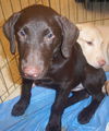 Gretel the Lab Puppy
