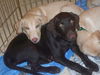 Gretel the Lab Puppy