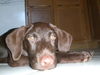 Gretel the Lab Puppy