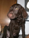Gretel the Lab Puppy