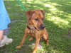 Chancey the Ridgeback