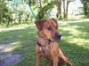 Chancey the Ridgeback