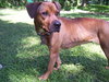 Chancey the Ridgeback