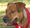 Chancey the Ridgeback