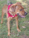 Chancey the Ridgeback