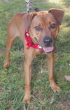 Chancey the Ridgeback